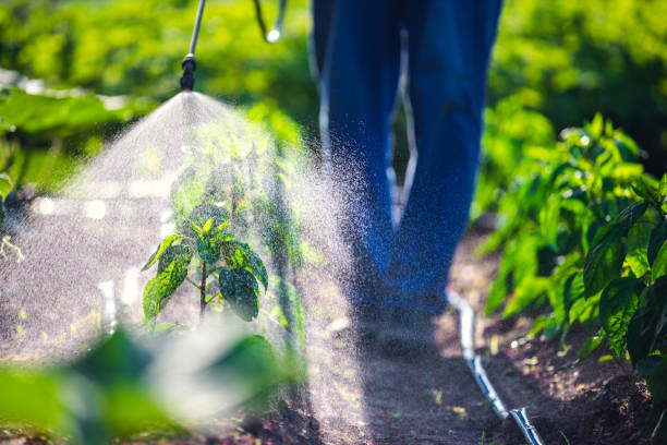 Outdoor Pest Control in Cane Savannah, SC